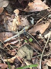 Erythemis simplicicollis