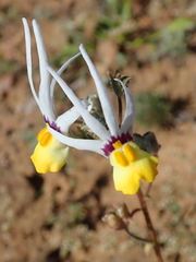 Nemesia cheiranthus