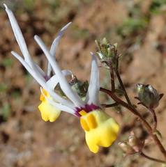Nemesia cheiranthus