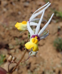 Nemesia cheiranthus