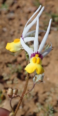 Nemesia cheiranthus