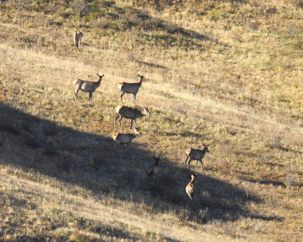 Siberian Wapiti from Argalant, Mongolia on October 1, 2018 at 09:11 AM ...