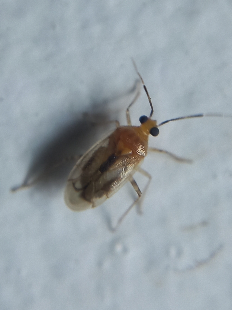 Dortus vittatus