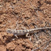 Long-tailed Earless Dragon - Photo (c) John Sullivan, some rights reserved (CC BY-NC)