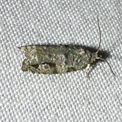 Proteoteras implicata