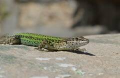 Vaucher's Wall Lizard photo 3