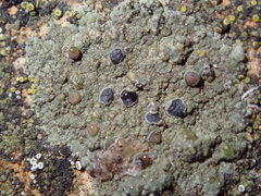 Lecanora subimmergens