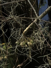 Myrcianthes fragrans