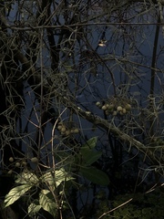 Myrcianthes fragrans