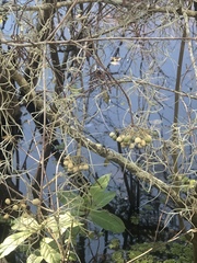 Myrcianthes fragrans