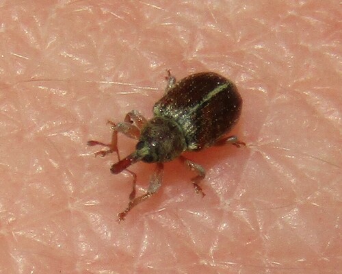 Ellescus scanicus