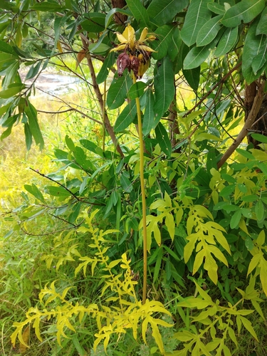 Polynesian Arrowroot