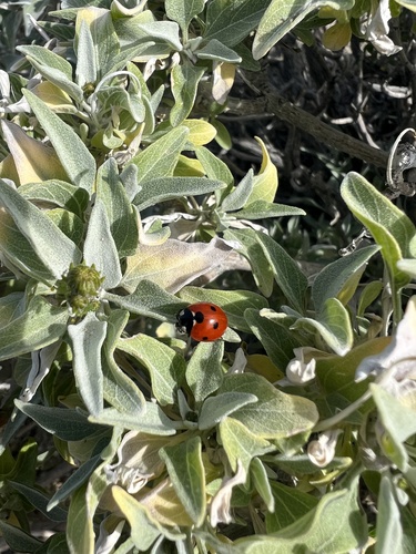 iNaturalist observation photo of Seven-spotted Lady Beetle