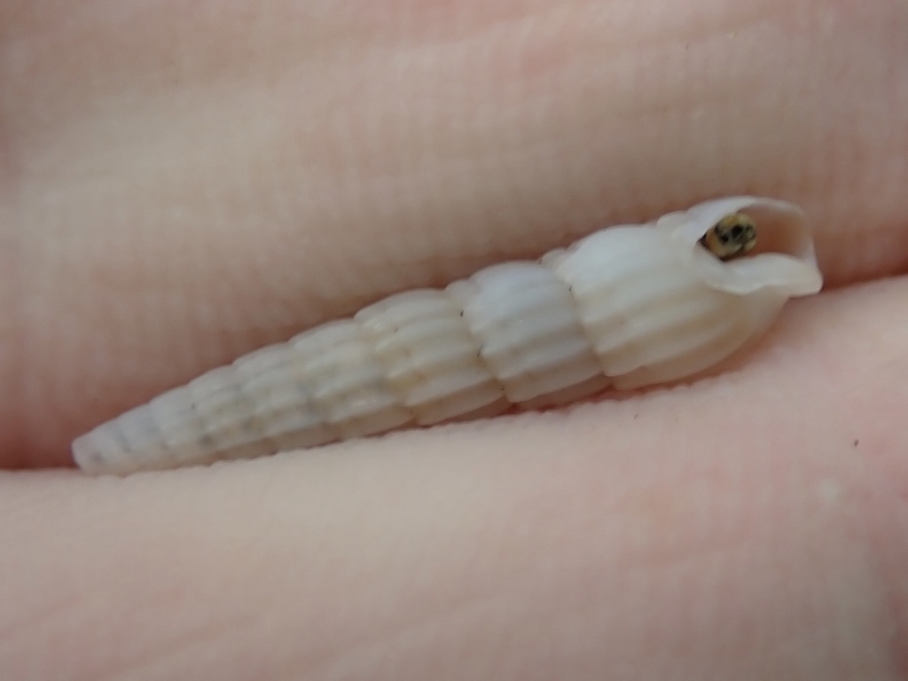 Punctoterebra nitida