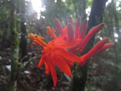 Passiflora pyrrhantha
