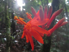 Passiflora pyrrhantha