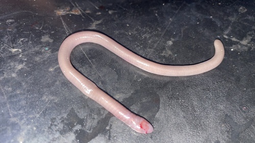 Dermophis oaxacae