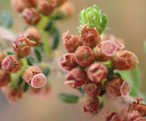 Image of Whiteshield Heath (Erica leucopelta) by (c) Nicola van Berkel, some rights reserved (CC BY-SA)