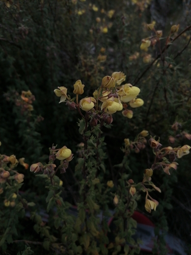 Calceolaria parvifolia (Calceolaria parvifolia)