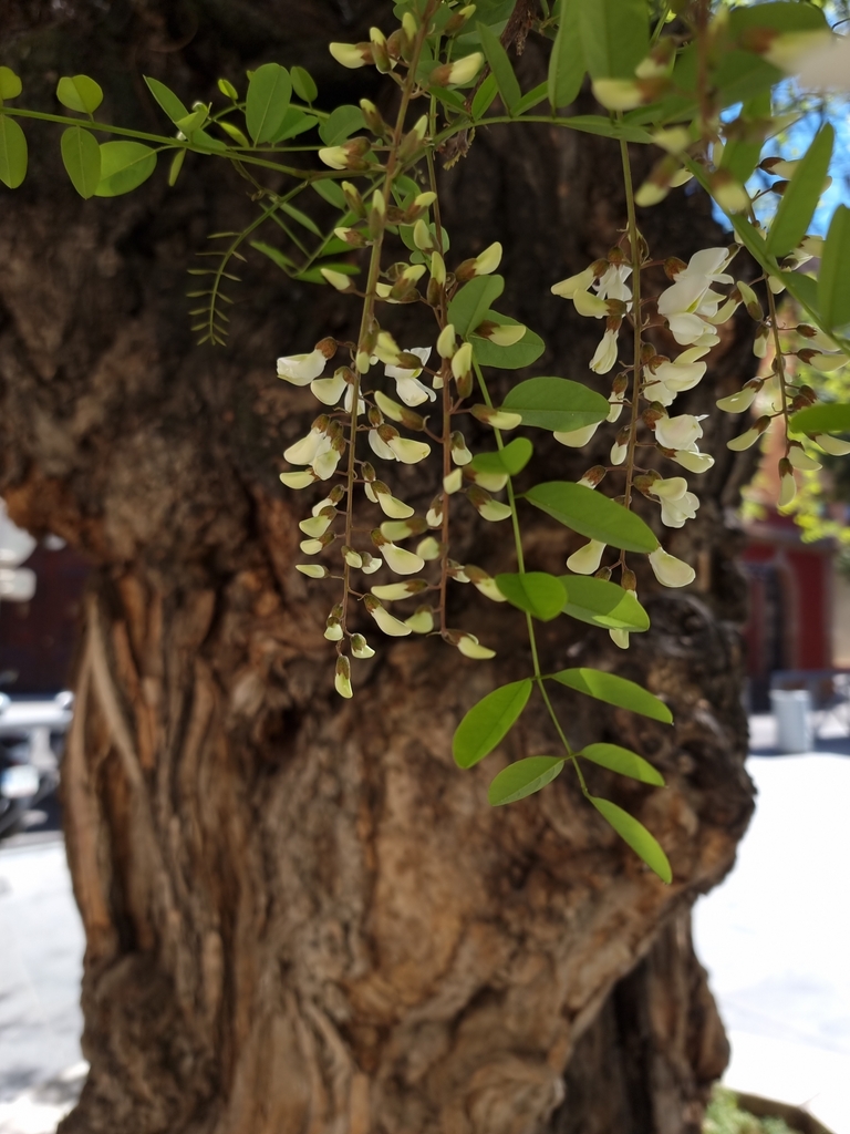 La robinia del Cuarto Real de Santo Domingo