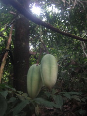 Passiflora pyrrhantha