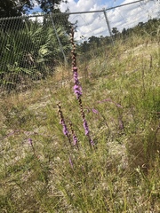 Liatris spicata