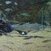 Chanodichthys erythropterus - Photo (c) LukaE, algunos derechos reservados (CC BY-SA)