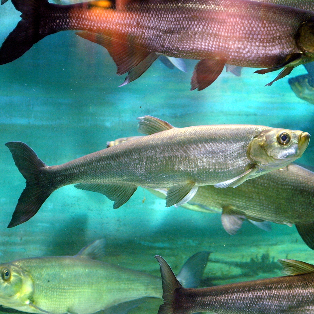 Redfin Culter