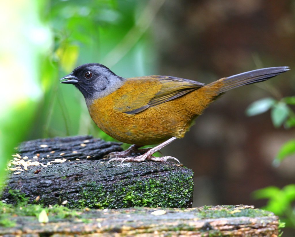 Large-footed Finch photo