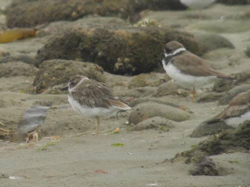 iNaturalist observation photo of Wilson's Plover