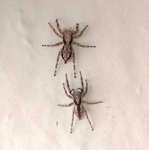 Gray Wall Jumping Spider, Sao Francisco, Belo Horizonte - State of Minas Gerais, Brazil, photo 8 of 10