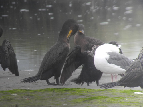 iNaturalist observation photo of Double-crested Cormorant