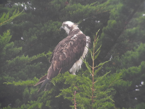 iNaturalist observation photo of Osprey