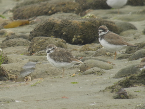 iNaturalist observation photo of Semipalmated Plover