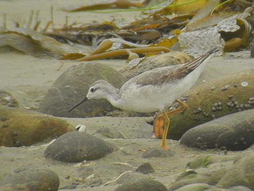 iNaturalist observation photo of Wilson's Phalarope