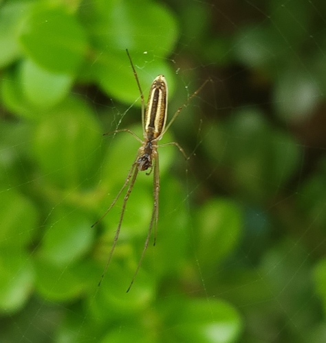 Silver Long-jawed Orbweaver photo 5