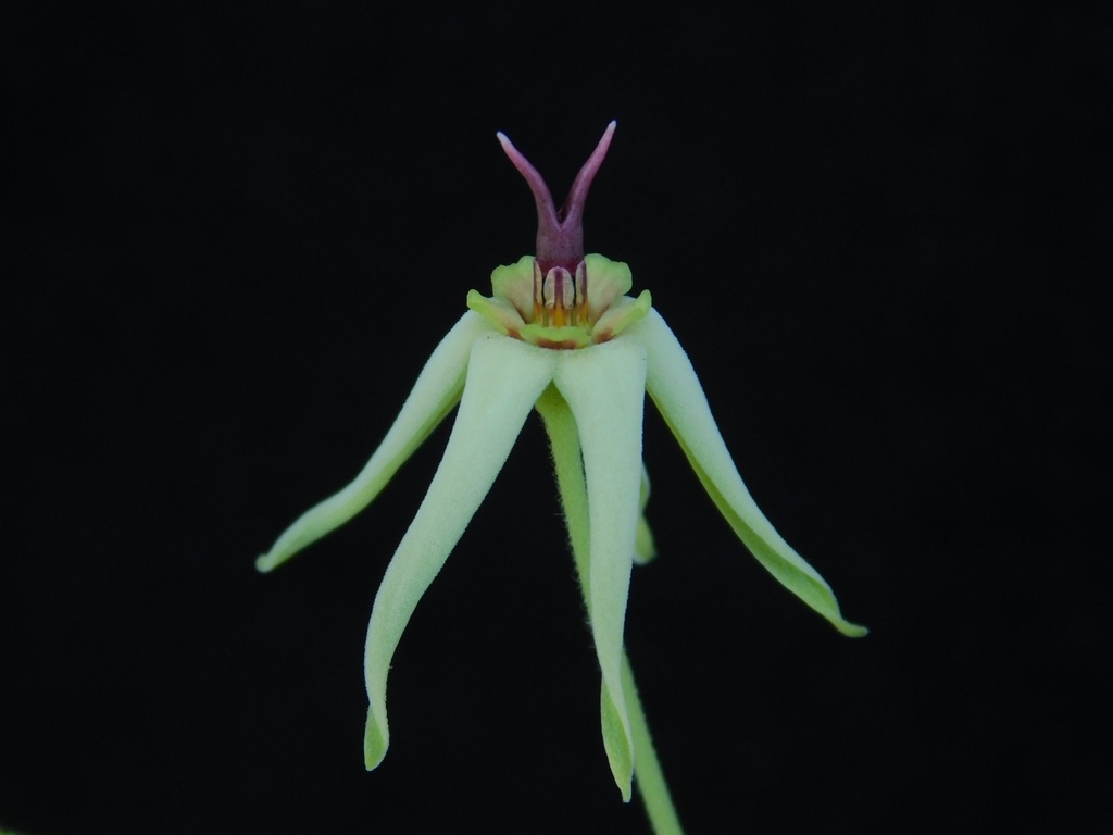 Oxypetalum balansae