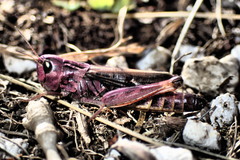 Stenobothrus rubicundulus