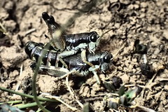 Oropodisma macedonica