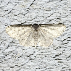 Idaea violacearia