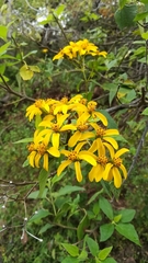 Dendroviguiera quinqueradiata