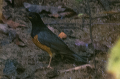 Turdus dissimilis