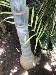 Dypsis pembana