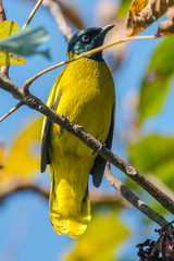 Brachypodius melanocephalos
