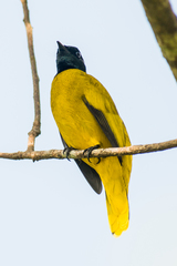 Brachypodius melanocephalos