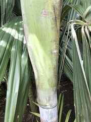 Dypsis pembana