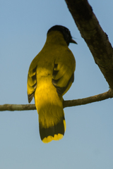 Brachypodius melanocephalos