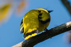 Brachypodius melanocephalos