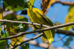 Brachypodius melanocephalos