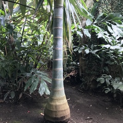 Dypsis pembana